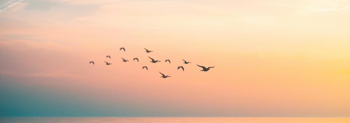 migration